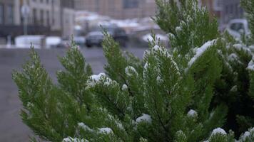 sneeuw gedekt pijnboom naalden. winter kwam. video