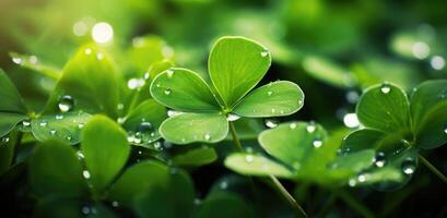 AI generated clover leaves and grasses near green background with water droplets photo