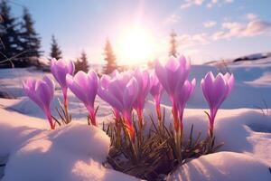 AI generated crocus in snow against the sun winter flowers photo