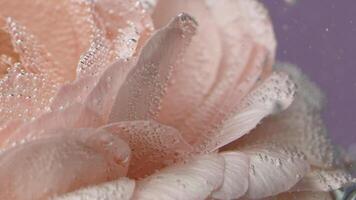 Shooting underwater.Creative.A bright flower bud that is located in the water and on which there are small bubbles. photo