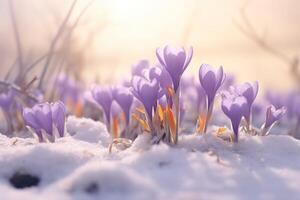 ai generado escrocícolas floración en el nieve durante el primavera foto