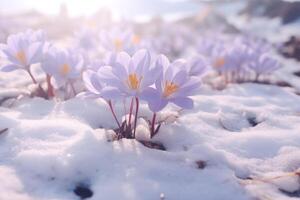 ai generado escrocícolas floración en el nieve durante el primavera foto
