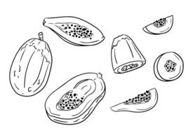 Papaya fruit. Hand drawn contour doodle set. Black outline sketchy full fruit and pieces on white background. Healthy food concept. Ideal for coloring pages, tattoo, pattern vector