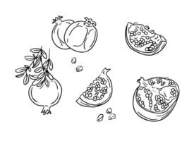 Hand drawn black doodle set with pomegranate. Sketchy black outline full fruit and pieces on white background. Healthy food concept. Ideal for coloring pages, tattoo, pattern vector