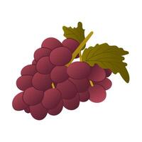 Flat vector colored bunch of grapes. Botanical isolated illustration in cartoon minimalistic style on white background. Trendy illustration for sticker, decoration. Good for kitchen textile