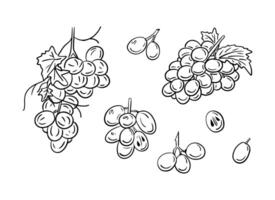 Hand drawn doodle set of grapes bunches. Sketchy black outline fruits on white background. Vector botanical illustration. Ideal for coloring pages, tattoo, pattern