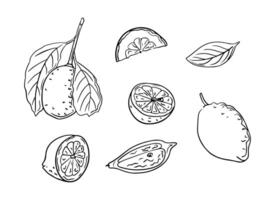 Lemon hand drawn doodle set of whole and pieces. Sketchy black outline full fruit and slices on white background. Ideal for coloring pages, tattoo, pattern vector