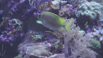 marina biodiversidad, pescado y mar criatura en el acuario video