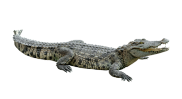 zoetwater krokodil geïsoleerd png