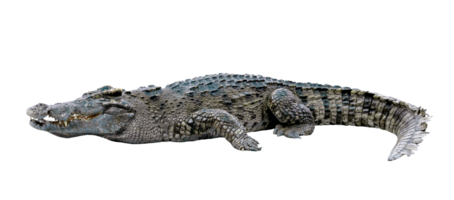 zoetwater krokodil geïsoleerd png