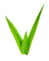 hoja pandan aislado png