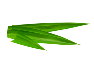 hoja pandan aislado png