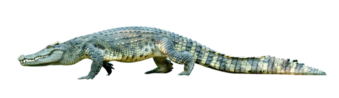 zoetwater krokodil geïsoleerd png
