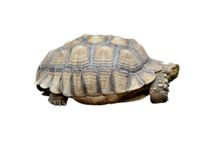 African spurred tortoise or Geochelone sulcata isolated png