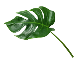 verde le foglie modello ,foglia Monstera isolato png