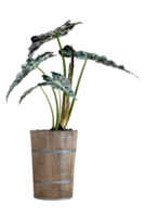 green palm leaves pattern of Alocasia sanderiana Bull with pot for nature concept ,tropical leaf isolated png