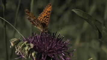 mariposa sentado en un púrpura floreciente flor. movimiento. natural paisaje, cerca arriba de un naranja y negro pequeño mariposa en verde césped antecedentes. foto