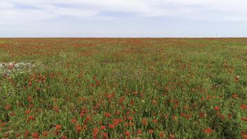 aéreo ver de rojo amapola campo en un verano soleado día, Rusia. disparo. cierne rojo flores y verde césped en azul nublado cielo antecedentes. foto