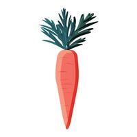 One carrot with tops isolated on white background. Vector. vector