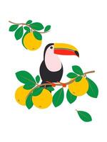 Toucan on a branch with oranges. An exotic bird in the tropical jungle sits on a tree with citrus fruits on a white background. Vector. vector