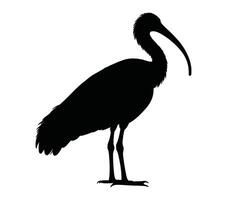 Black and White African Sacred Ibis Silhouette. Vector Illustration.