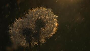 Close-up of dandelions in summer rain with sun. Creative. Beautiful dandelions in light summer rain. Dandelions with sunset rays and rain photo