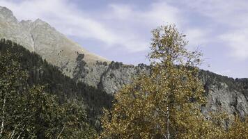 Yellow bright autumn birch tree and mountain on the background. Creative. Natural forested landscape. photo