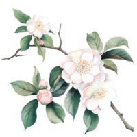 AI generated Camellias and leaves on a white background watercolor illustration. png