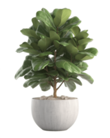 AI generated fiddle leaf fig tree in a pot on a transparent background png