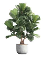 AI generated fiddle leaf fig tree in a pot on a transparent background png