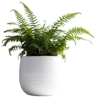 AI generated Fern in a white pot on a transparent background png