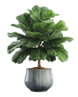 AI generated fiddle leaf fig tree in a pot on a transparent background png