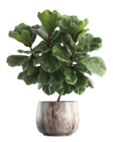 AI generated fiddle leaf fig tree in a pot on a transparent background png