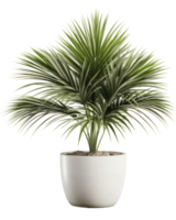 ai gegenereerd kentia palm in een wit pot Aan een transparant achtergrond png