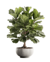 AI generated fiddle leaf fig tree in a pot on a transparent background png