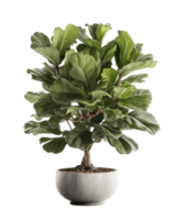 ai généré violon feuille figure arbre dans une pot sur une transparent Contexte png