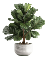 AI generated fiddle leaf fig tree in a pot on a transparent background png