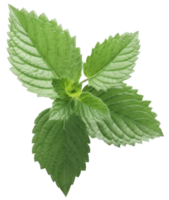 AI generated mint leafs on a transparent background png