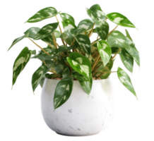 AI generated Pothos plant with green leaves on a transparent background png