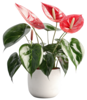 AI generated Anthurium plant in a white pot on a transparent background png