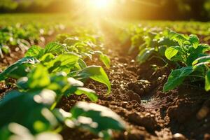 ai generado granja cosecha verde campo. al aire libre naturaleza planta vegetal orgánico eco producto.ai generativo. foto