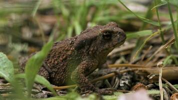 Huge dark toad. Creative. A large frog that breathes and its belly twitches in different directions while sitting in the grass. photo