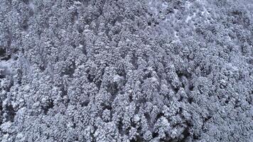 Top down view of the young snow-covered coniferous forest. Shot. Background of snow-covered coniferous trees. Winter view photo