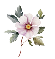 rosa pion blomma, vattenfärg illustration png