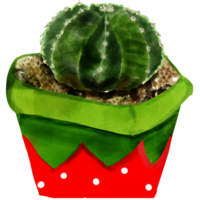 Green cute cactus in a red pot png