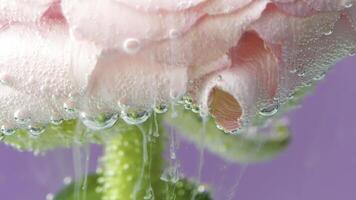 Macro photography of a pink rose with green stem with white inks spreading underwater in slow motion. Stock footage. Blooming flower bud covered by small bubbles. photo