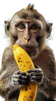 ai generado retrato de un mono sostener un plátano , generar ai foto