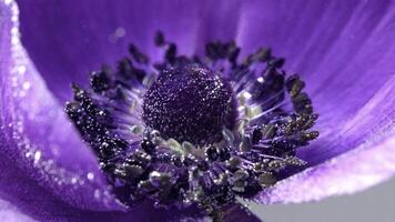 Purple open beautiful flower.Stock footage. A large flower wrapped in water and bubbles that envelop it in macro photo