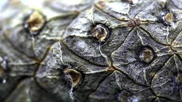 Close-up of cedar cone bark. Organic natural bark of pine cones with texture of wood cells. Close-up shot of bark cones with all detailed cuts photo