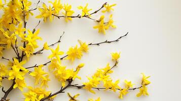 AI generated Flowering forsythia branches on white background. Flat lay, top view. photo